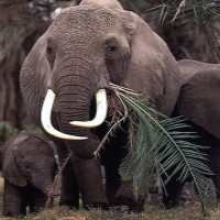 Lantaran Lelang Online, Ribuan Gajah Dibantai