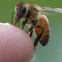 Pertolongan Pertama Disengat Lebah