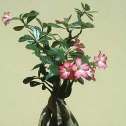 Telkom Giring Ibu-Ibu Pencinta Bunga ke Speedy