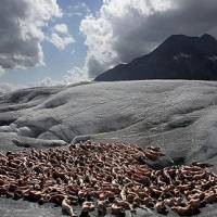 Ratusan Orang Telanjang Protes Global Warming