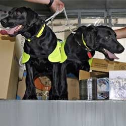 Endus DVD Bajakan, Anjing Dapat Medali 