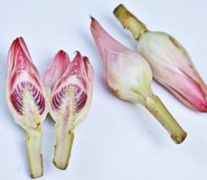 Kecombrang yang Merangsang