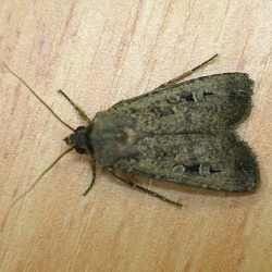 Otak Serangga Bakal Gantikan Otak Komputer?