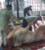 Mooww... 11 Sapi dan 2 Kambing Digorok Banteng Moncong Putih