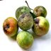 Antara Mangga dan Apel