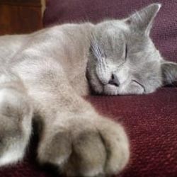 Ranjang Ber-gadget Redakan Ngorok Pasangan