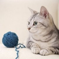 Hindari Kucing Rusak Perabot Anda!