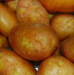 Laptop Rp 11 Juta Setara Satu Kantung Kentang?