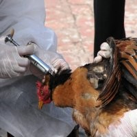 Chip Pendeteksi Virus Flu Burung