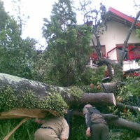 Pohon Tumbang pun Rusak Rumah di Jalan Boscha