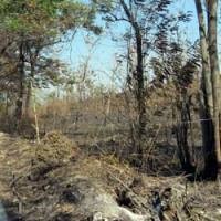 Tagihan Elektronik Bisa Selamatkan Hutan Indonesia