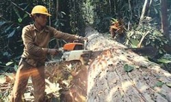 20 Perusahaan Hutan Tanaman Industri Dapat Insentif Pajak