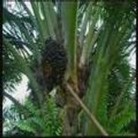 IIKP Incar Lagi Kebun Sawit