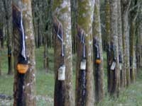 Ekspor Pertanian Triwulan I Naik 41%