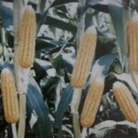 Indonesia Defisit Benih Jagung 40 Ribu Ton