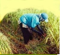 Subsidi Sia-sia Jika Petani Tak Punya Lahan Sendiri