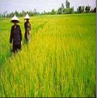 Pembangunan Pertanian Lebih Sulit di Era Reformasi