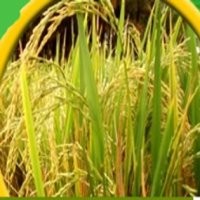 Subsidi Petani, Larinya Kemana?