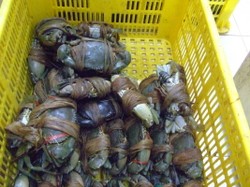 Serba Serbi Tentang Kepiting