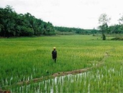 BBM Naik, Sektor Pertanian Takkan Terpukul Dalam