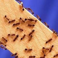 Serangan Semut Hancurkan Komputer