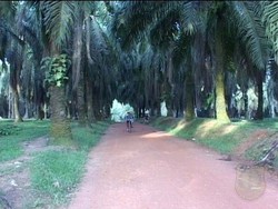 Pemerintah Cabut Izin Kebun Sawit Yang Belum Ditanami