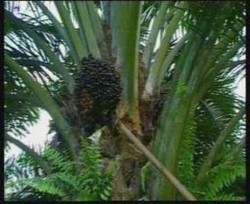 Astra Agro Bangun 2 Pabrik CPO di Kaltim