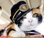 Tama, Si Kucing Kepala Stasiun