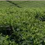 Laba Lonsum Tumbuh 19,5% di 2007