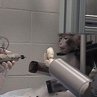 Monyet Gerakkan Tangan Robot dengan Kekuatan Pikiran