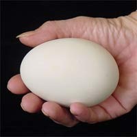 Ingin Lempar Bos Microsoft Pakai Telur? Nge-game Saja!