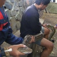 Sanca Batik Nyasar ke UPI