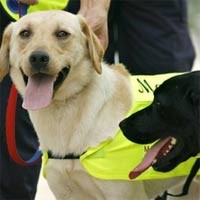 Anjing Pelacak CD Bajakan di Malaysia Mati Mendadak