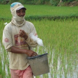 Petani Boros Gunakan Pupuk