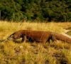 Taman Nasional Komodo Nyaris Masuk 10 Besar
