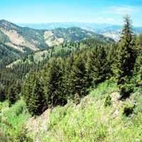 Selamatkan Hutan dengan Komputer