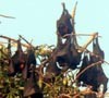 Kotoran Kelelawar Dimanfaatkan Petani Untuk Pupuk