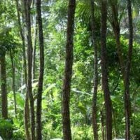 Dana Hutan Rakyat Rp 1,7 Triliun Ditransfer ke BRI