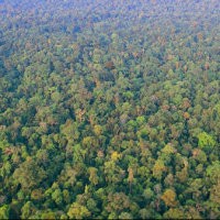 Perhutani: Jika Hade Tak Lestarikan Hutan, Tiga Tahun Turun!