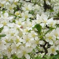 Kembang Wangi Jangan Jadi Prostitusi