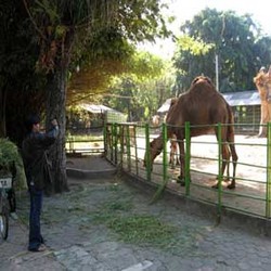 Sambil Berwisata, Bonbin Tawarkan Pengetahuan Satwa