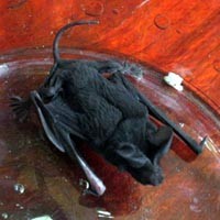 Burung Pesugihan Gegerkan Warga Sumenep