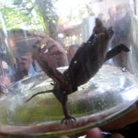 Warga Sumenep Senang Burung Pesugihan Ditangkap