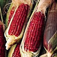 Manis Renyah Red Sweet Corn