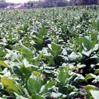 Kekeringan, Petani Tembakau di Sumenep Menjerit