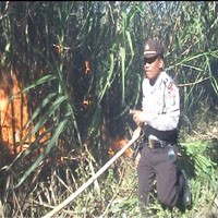 15 Hektar Lahan Tebu Siap Panen Ludes Terbakar