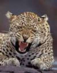 Harimau yang Masuk Pertamina Siak Diduga Selundupan