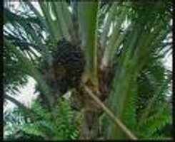 Apindo: BBN untuk Industri Jangan Pakai Bahan Makanan