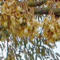 Kembang Durian, Renyah dan Gurih