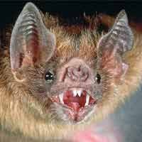 Tewas karena Virus Kelelawar